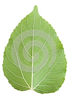 Mulberry leaf isolated on a white