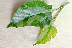Mulberry leaf isolated on wood background