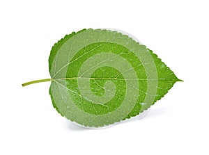 Mulberry with leaf with water drops on white background