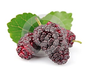 Mulberry with leafs