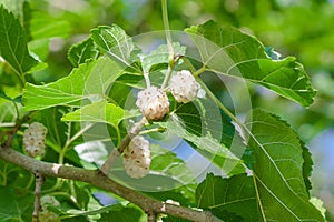 Mulberry Morus alba are on tree