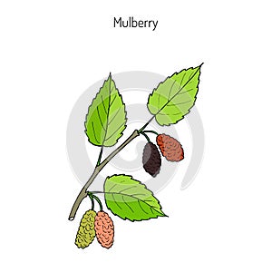 Mulberry morus nigra , or black mulberry