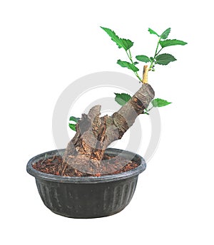 Mulberry, old wood brought to form a bonsai on white background