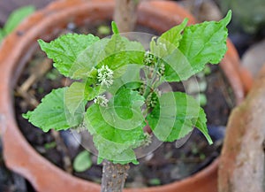 Mulberry plant