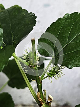 Mulberry plant and freshness raw fruit,green leaf with branch