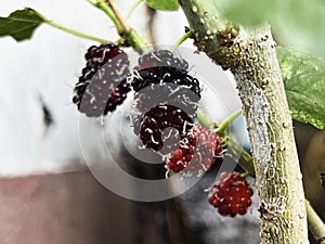 Mulberry plant and freshness red raw fruit,green leaf with branch