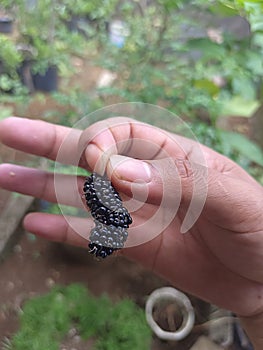 Mulberry plants are wild plants with black collor