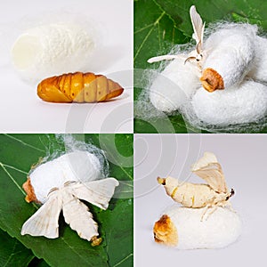 Mulberry pupa to moth collage photo