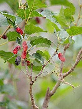 Mulberry red purple fruit freshness in tree garden on blurred of nature blackground