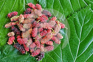 Mulberry ripe on leaves mulberries