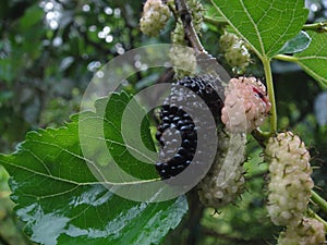 Mulberry