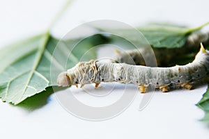 Mulberry silkworm photo