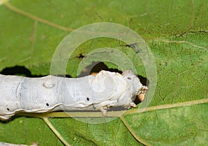 Mulberry silkworm photo