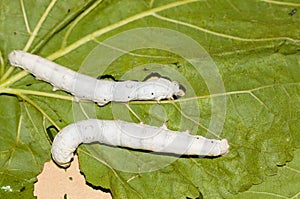 Mulberry silkworm photo