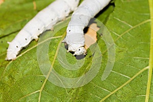 Mulberry silkworm