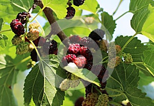 Mulberry tree branch. On which berries are sung in spring