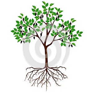Mulberry tree with fruits and roots on a white background.