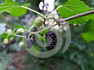 Mulberry tree with mulberries black