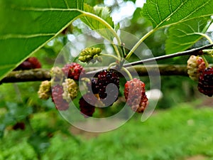 Mulberry tree with mulberries black