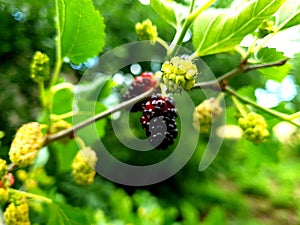 Mulberry tree with mulberries black