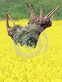 Mulberry trees pruned and yellow field of rapeseed flowers 5