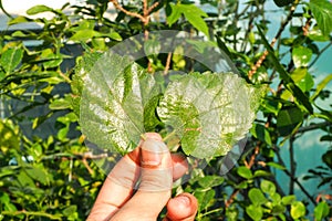 The Mulberry two leafs