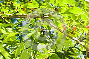 Mulberry at various stages of ripeness. Unripe (green)  ripening (pink and red) and ripe (black).