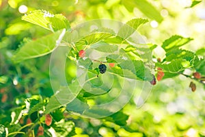 Mulberry at various stages of ripeness. Unripe (green)  ripening (pink and red) and ripe (black).