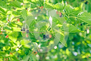 Mulberry at various stages of ripeness. Unripe (green)  ripening (pink and red) and ripe (black).