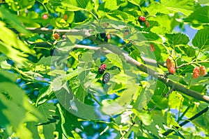 Mulberry at various stages of ripeness. Unripe (green)  ripening (pink and red) and ripe (black).