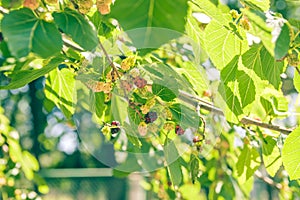 Mulberry at various stages of ripeness. Unripe (green)  ripening (pink and red) and ripe (black).