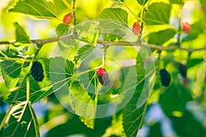 Mulberry at various stages of ripeness. Unripe (green)  ripening (pink and red) and ripe (black).