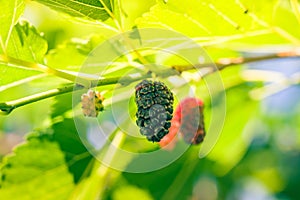 Mulberry at various stages of ripeness. Unripe (green)  ripening (pink and red) and ripe (black).