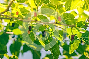 Mulberry at various stages of ripeness. Unripe (green)  ripening (pink and red) and ripe (black).