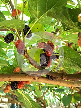 Mulberryfruit