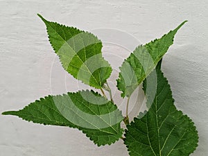 Mulbey fruit leaves are usually used as food for silkworms