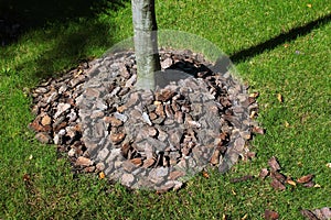 Mulch bark around a tree