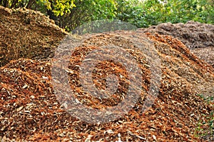 Mulch in garden
