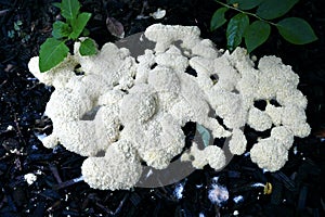 Mulch Slime Mold