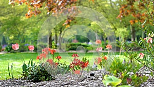 mulched flower bed in a public park