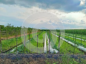 mulched melon plants mixed with rice plants on land bordered by small elongated ditches with a cloudy blue sky photo