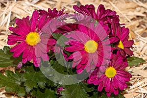 Mulched pot of burgundy daisies