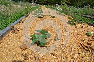 Mulched strawberry bed in the garden photo