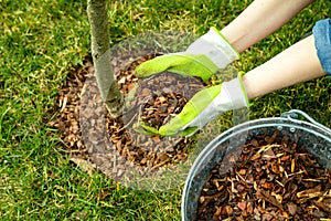 Mulching around a tree with pine bark mulch