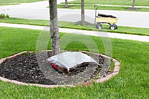 Mulching around the trunk of a tree