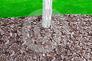 Mulching with bark in a garden with a whitewashed tree trunk.