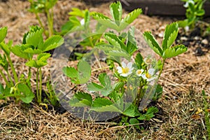 Mulching beds with garden strawberries cut grass to protect against weed germination. Farming, gardening