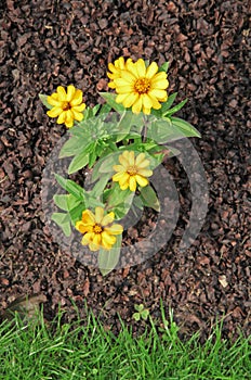 Mulching of buckwheat hulls in a flowerbed