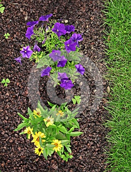 Mulching of buckwheat hulls in a flowerbed