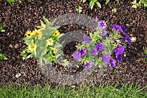 Mulching of buckwheat hulls in a flowerbed